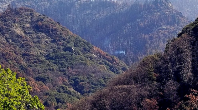 巨大的红杉仍在燃烧从2020年加州野火