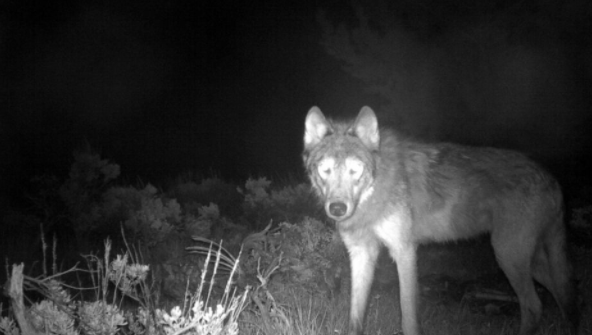1940年以来首次在科罗拉多发现灰狼幼崽