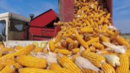 滨6元一根“新东方”玉米，农民能赚多少？